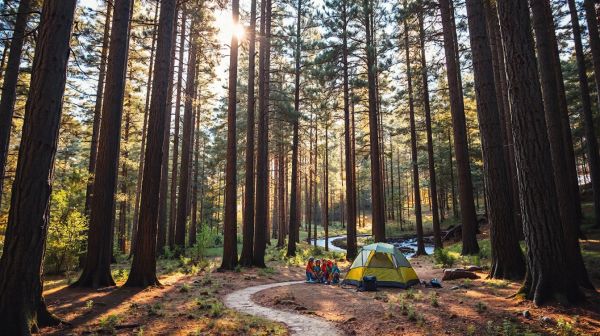 Top 5 raisons de choisir le camping les mathes pour une immersion naturelle